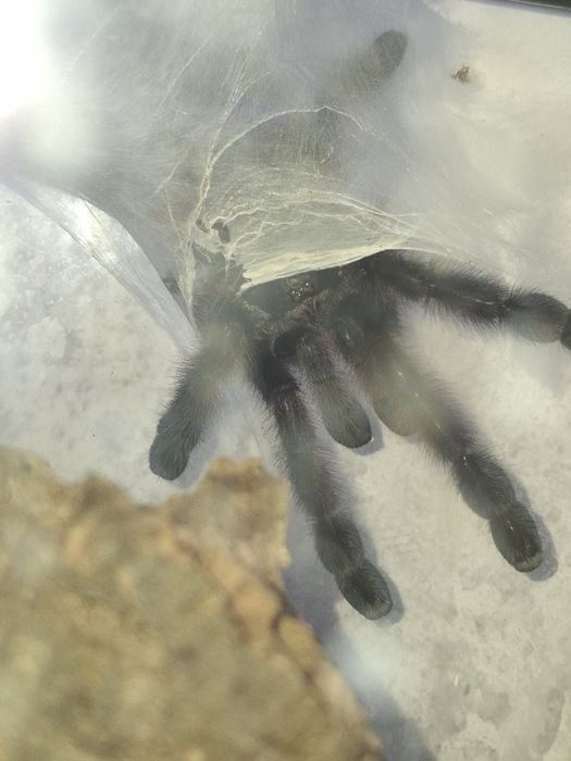 Samiec 3 dc Caribena Versicolor