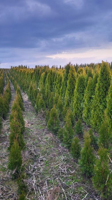 Tuje  Szmargd 150 do 190cm Promocja!!!