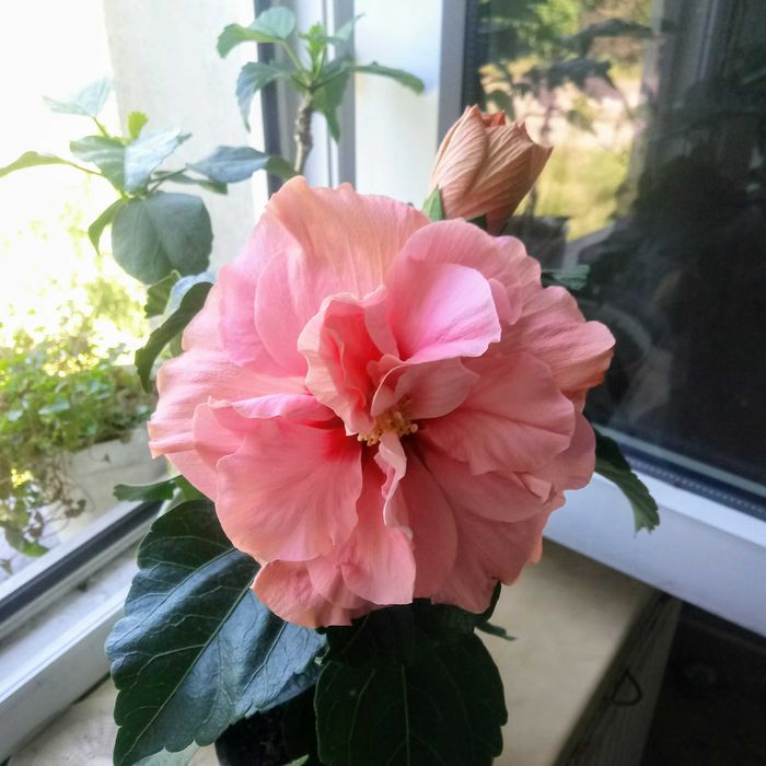 Róża chińska, hibiskus doniczkowy. Różne kolory.