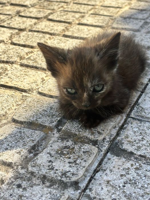 Gatinhos com 2 meses para adocao