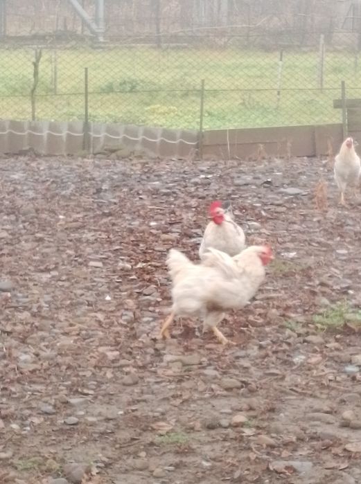 Продам молодняк індиків та пітухів.