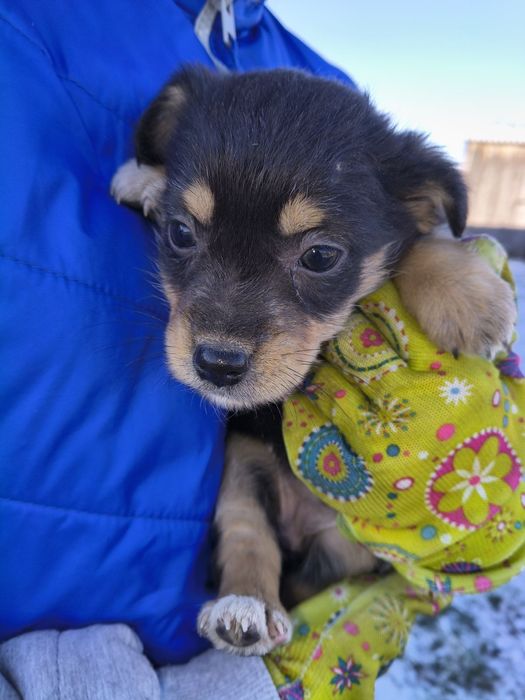 Цуценята маленькі клубочки щастя шукають дім