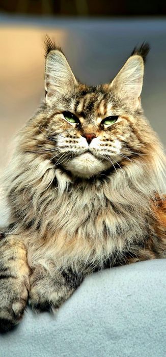 Maine coon kotka pohodowlana