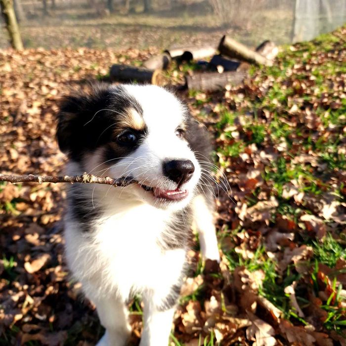 Border collie black white tricolor dziewczynka