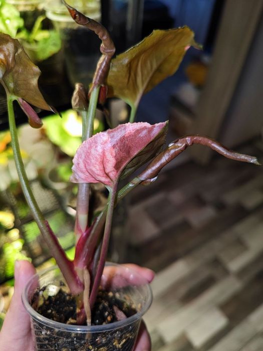 Кімнатна рослина Сингоніум Strawberry Ice Galaxy Тайланд variegated