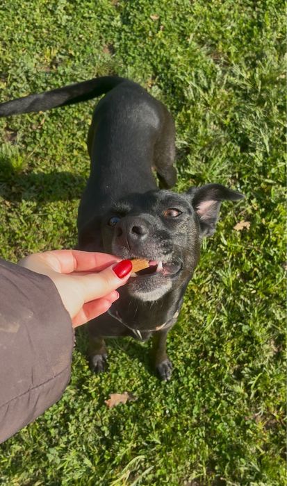 Zoe para adoção muito responsável