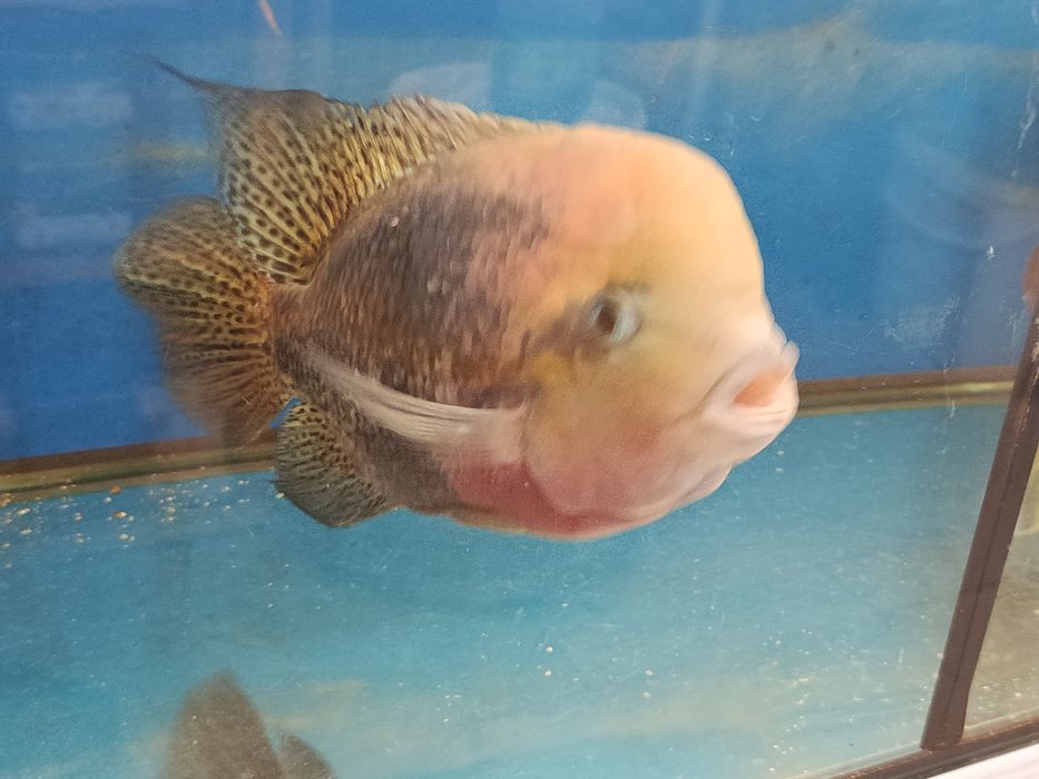 Vieja macho 30cm