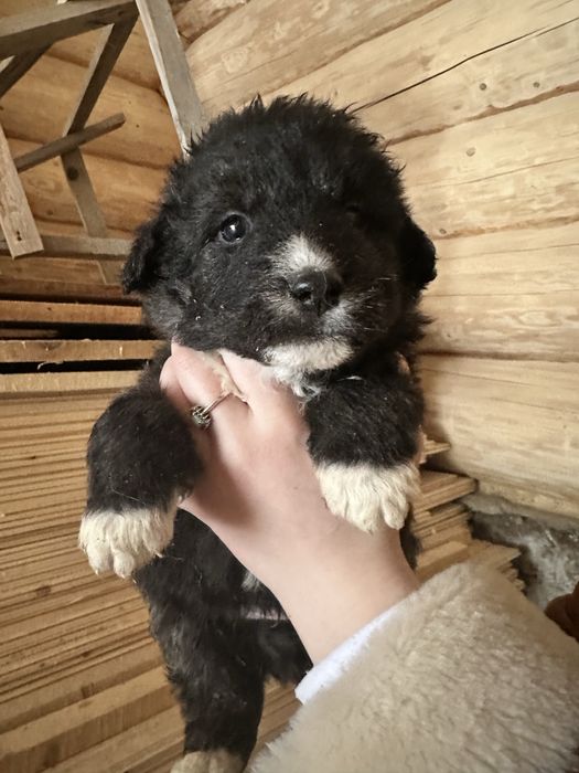 Цуценята в добрі руки