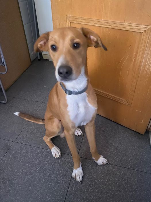 Dá-se cão de porte médio