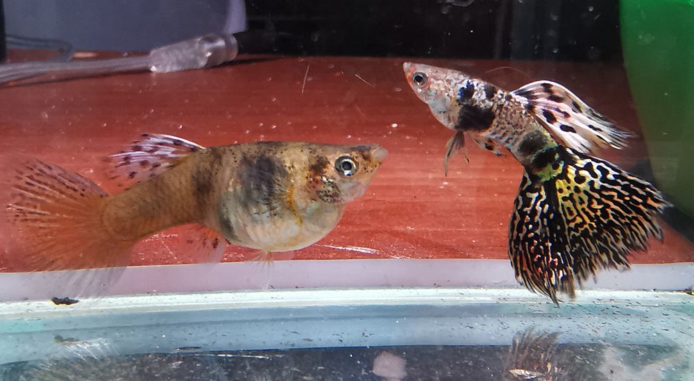 Gupiki z Naszej Hodowli , Sklep Altum Kraków Powstańców 34B