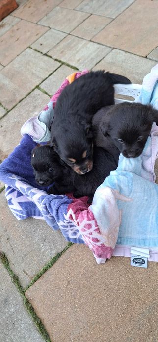 Śliczne pieski szukają domu