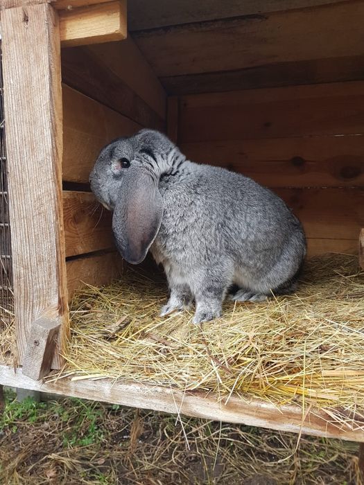 Sprzedam Baran,Barny Francuskie