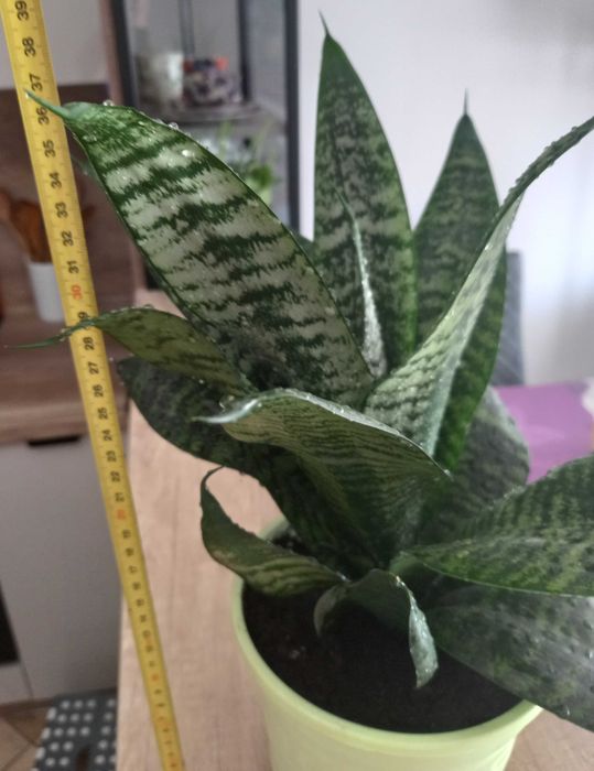 Sansewieria gwinejska