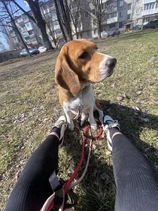 Продам бигль девочка почти 3 года