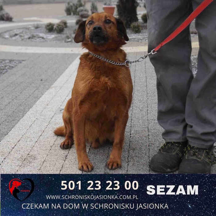 SEZAM do adopcji – Schronisko Jasionka