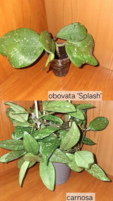 Дисхідія, хойя, кротон