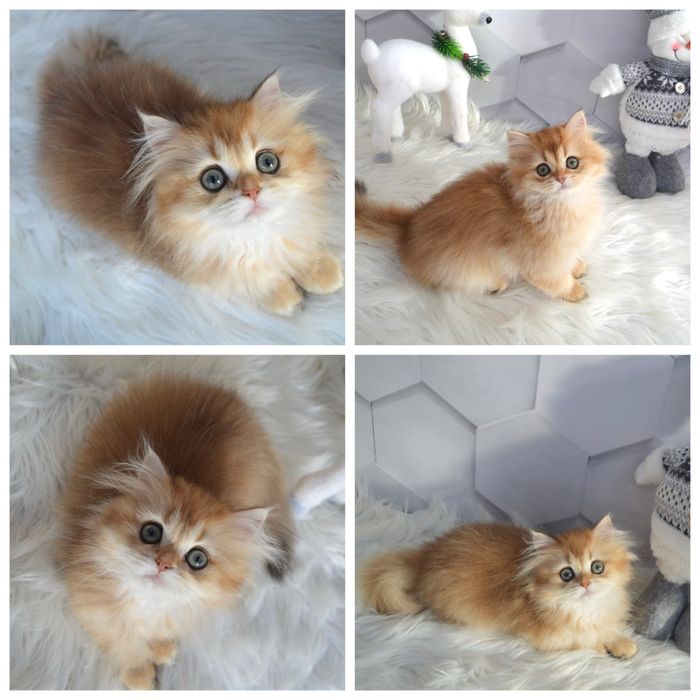 Британська золота шиншила котята