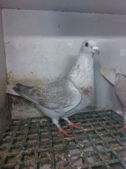 Golebie pocztowe reduced  rubella