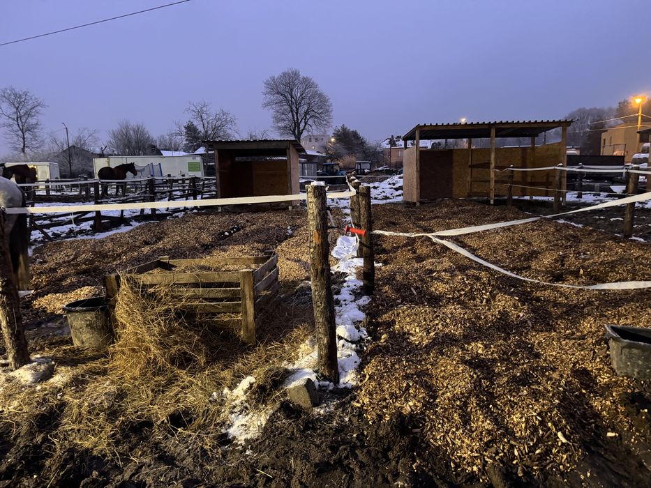 Boks angielski dla konia