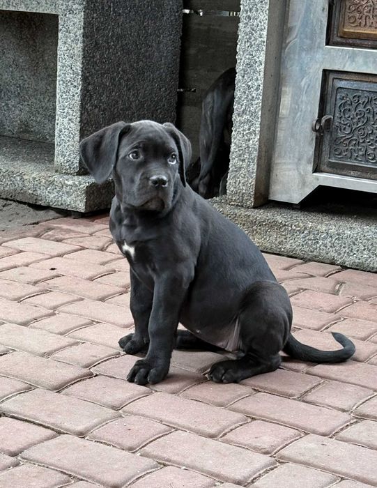 Прекрасные щенки кане корсо