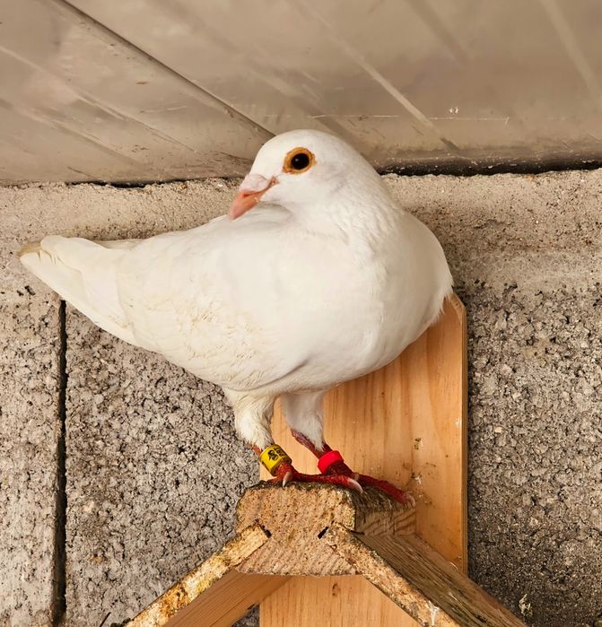 Pombas correias brancas