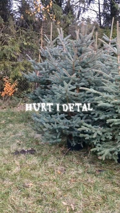 Choinka  hurt I detal