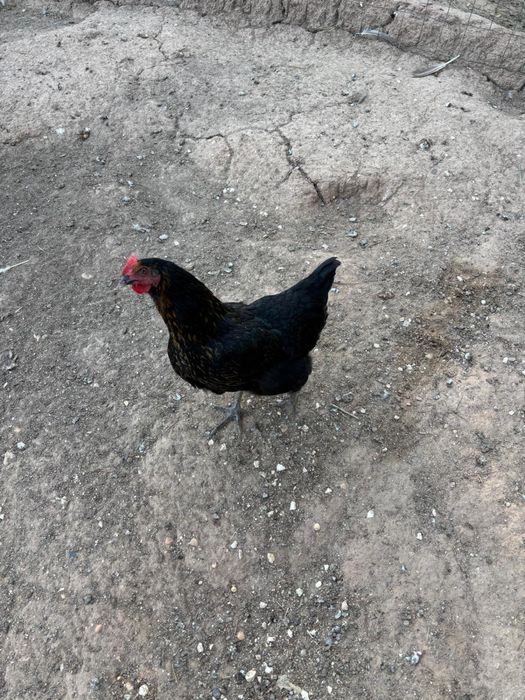 Galinhas poedeiras