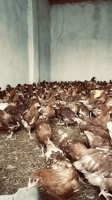 Кури ломан браун віком 1 рік