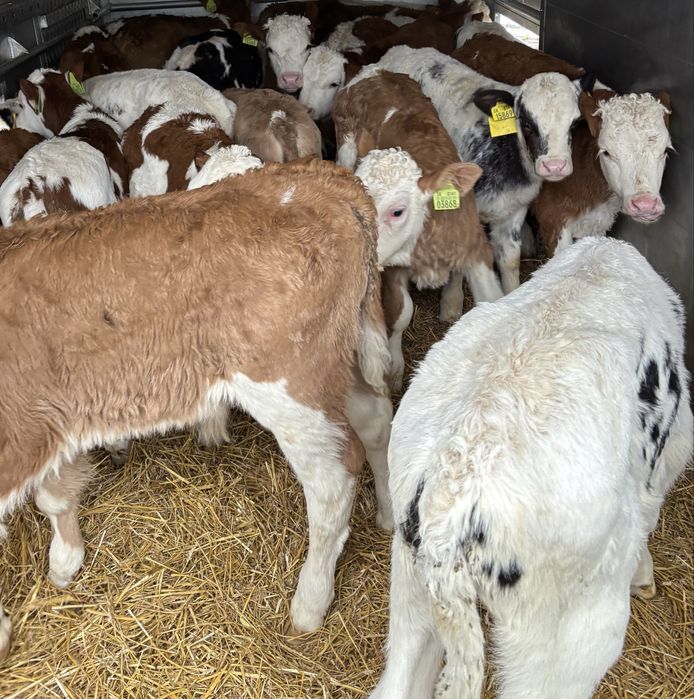 Sprzedam byki miesne