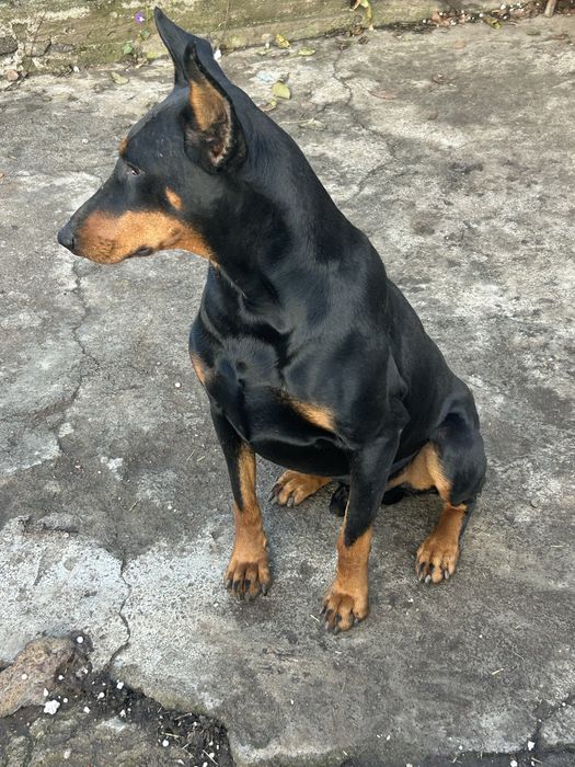 Добермани Чистокровні