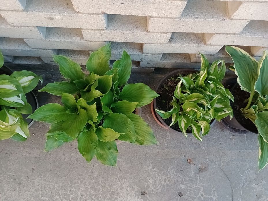 Funkia Hosta wieloletnia