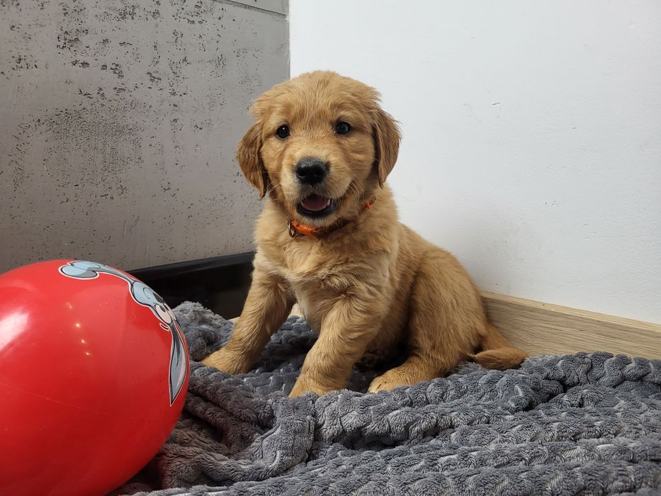 Ciemnozłota suczka Golden Retriever