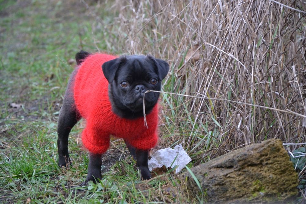 Продам щенка мопса