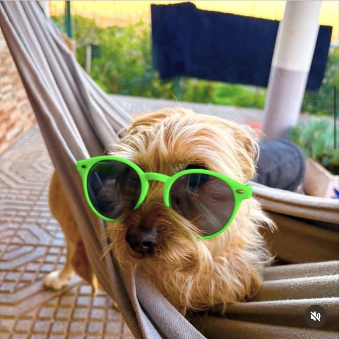 Pet Sitting em quinta familiar | Seu Pet com amor e liberdade