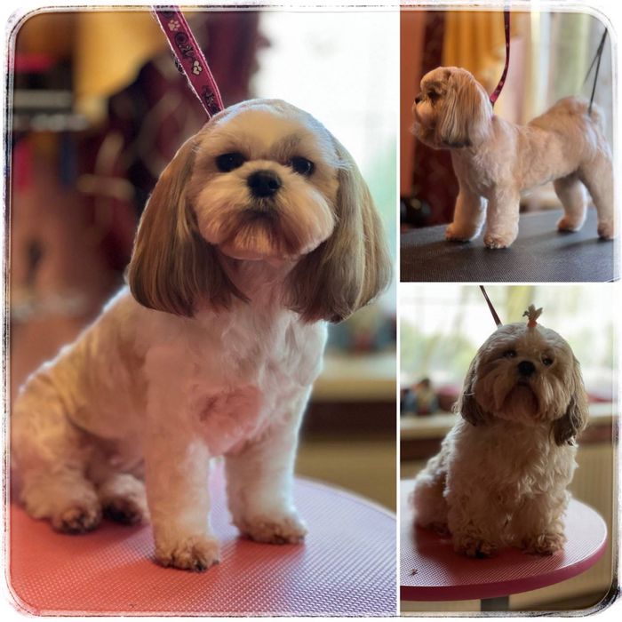 Грумінг для тварин