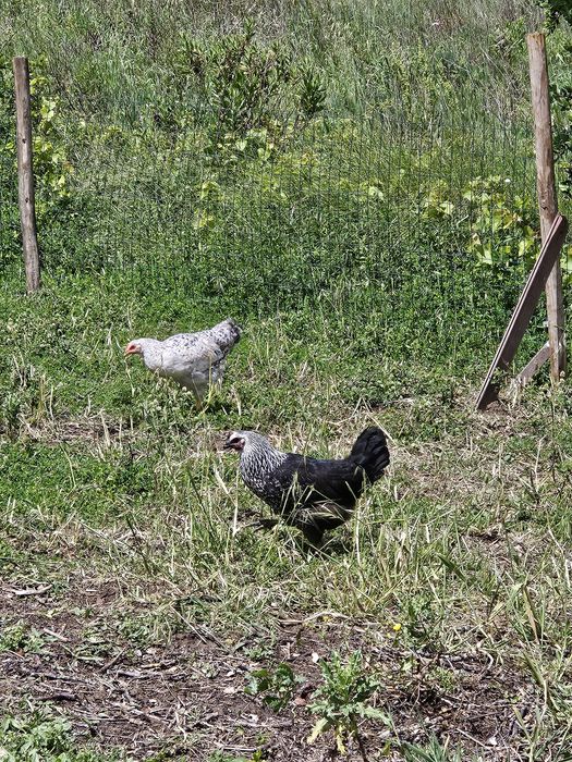 Ovos caseiros para venda