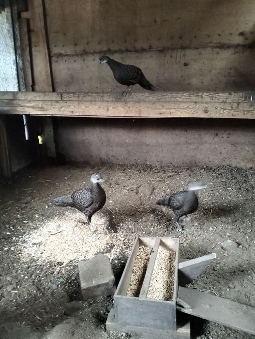 Witam mam do sprzedania kury bażanta wieloszpony szarego z roku 25