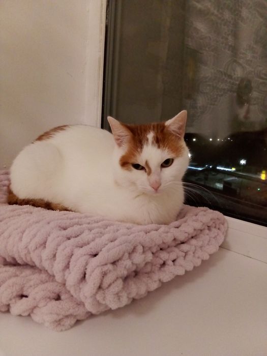 Котик , лагідний