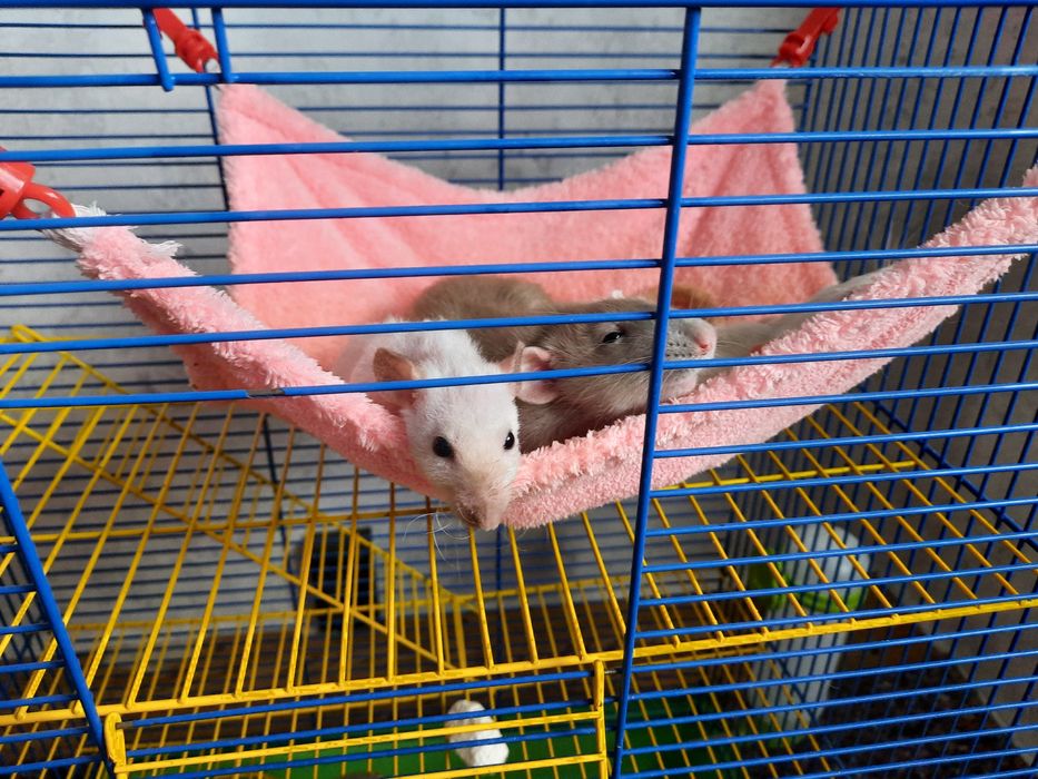 Гамачки для гризунів, щурів.