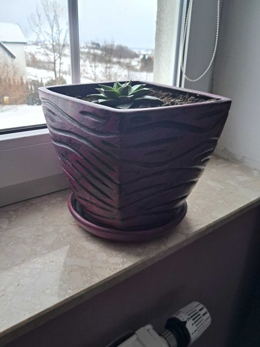 Kwiaty kaktusy doniczkowe