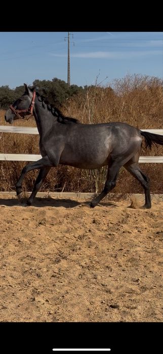 Poldro Lusitano Puro 2 anos