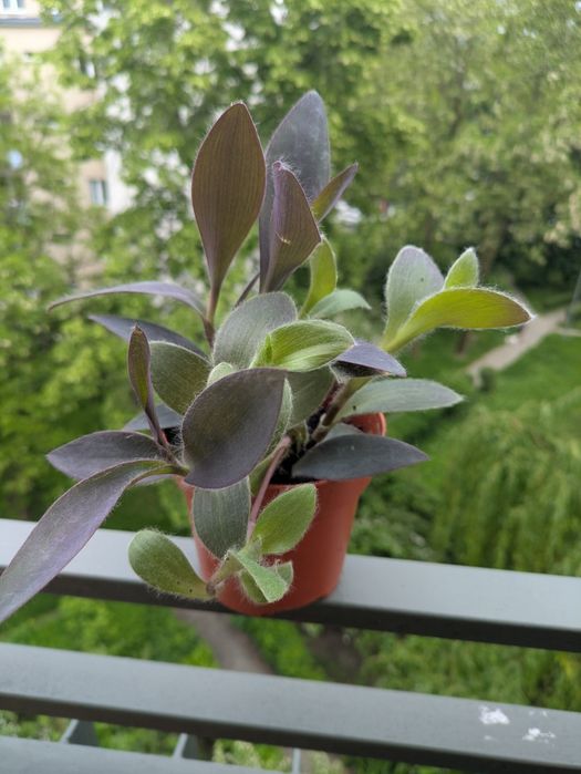 Trzykrotka purpurowa