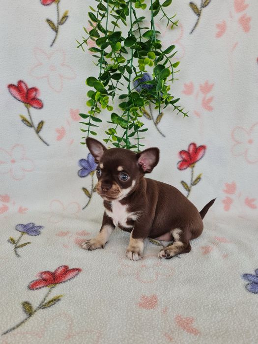 Excelente  menina mini Chihuahua/Chiuaua de Qualidade. Lunhagem Russa
