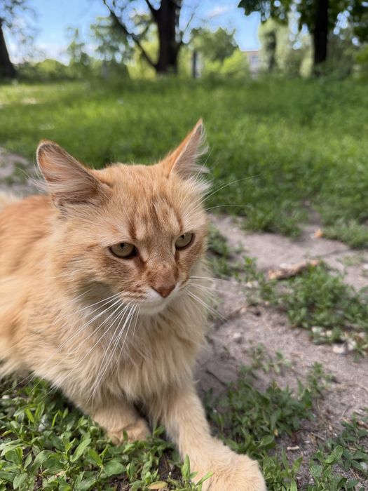 Рудий котик шукає родину