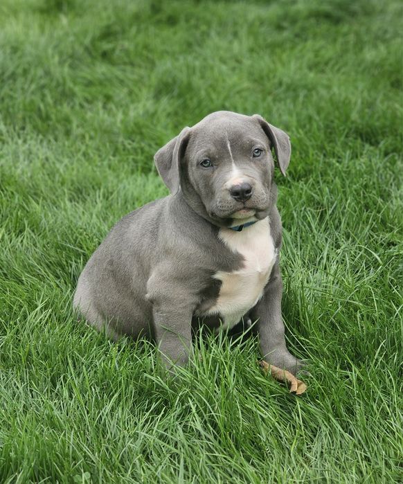 Piękny piesek american bully xl