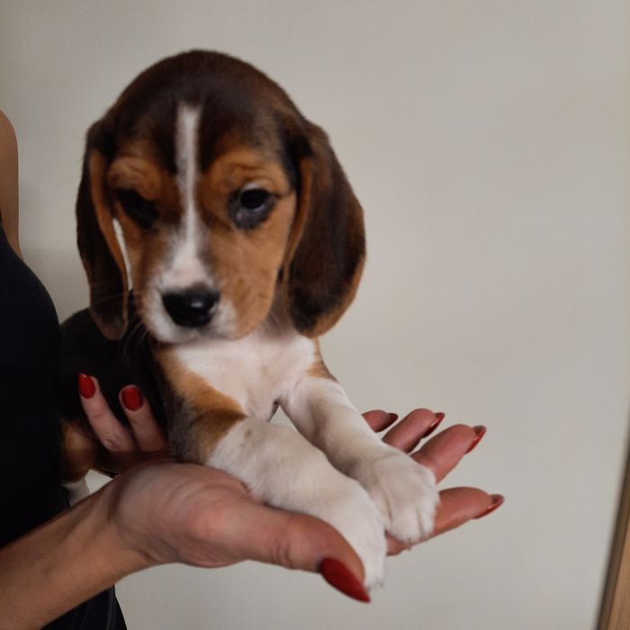 Beagle śliczny szczeniak