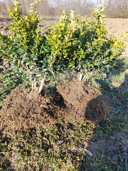 Продається самшит