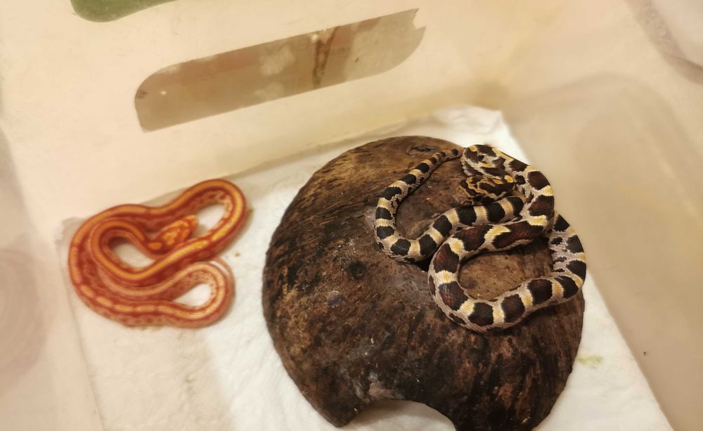 Wąż zbożowy - młode