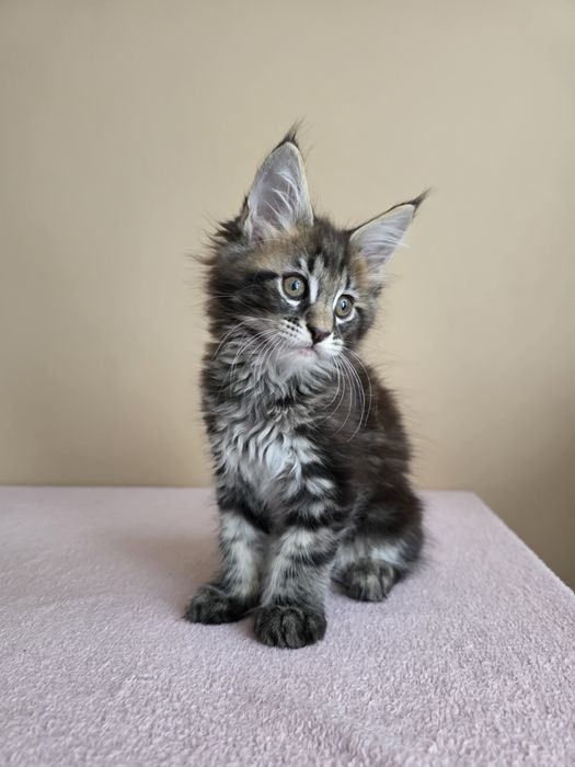 Kocur Maine Coon, FPL rodowód