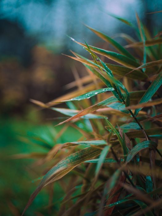 Об'єктив 7artisans 35mm f 1,4  micro 4/3 Новий!